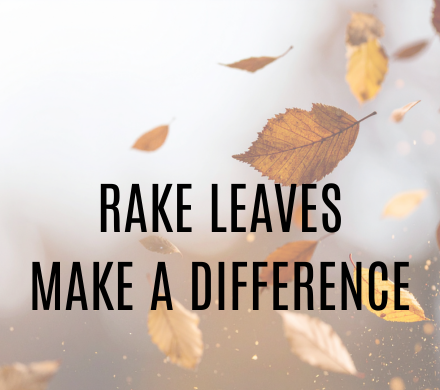 Leaves falling from the sky