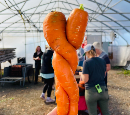 Two carrots tangled as one.