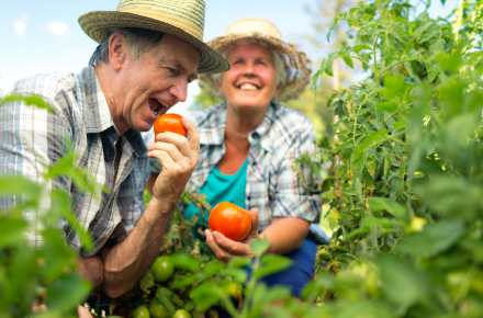 Man and women picking tomatoes