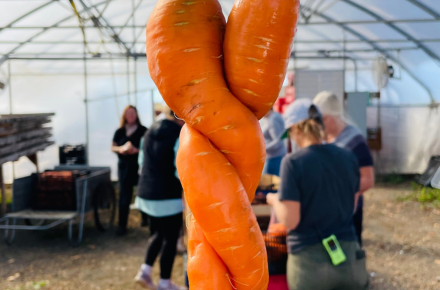 Two carrots tangled as one.