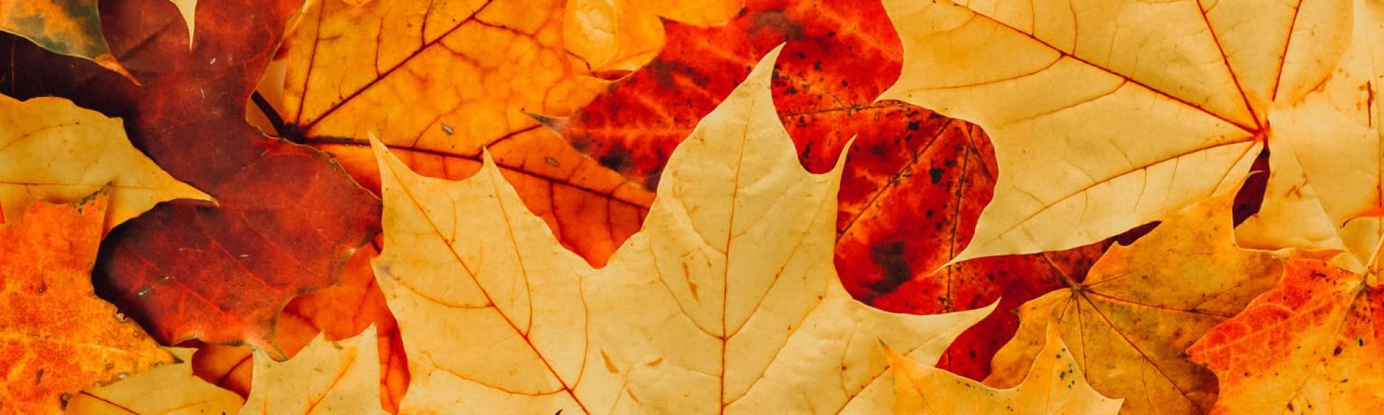 Leaves
