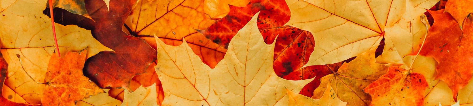 Leaves 