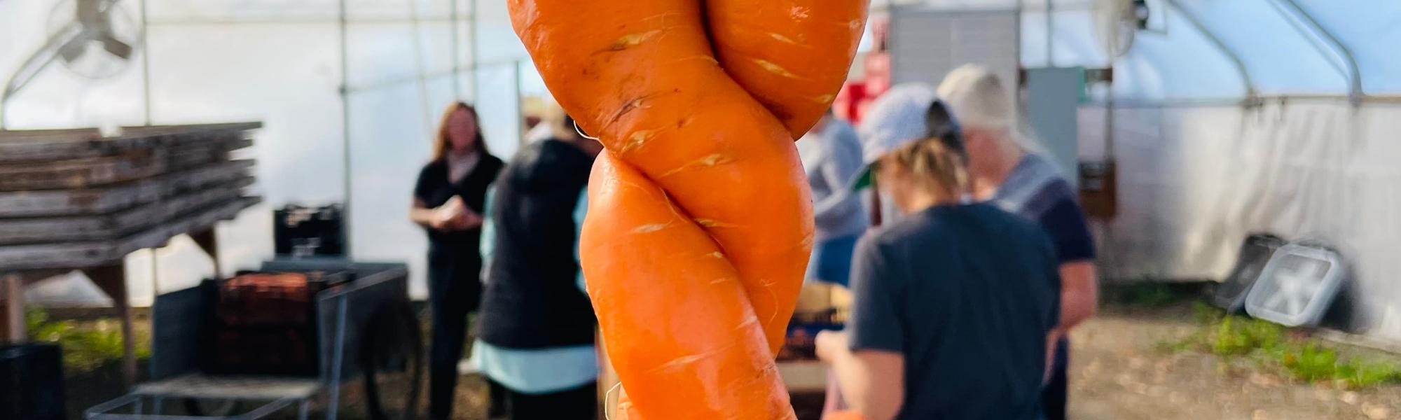 Hand holding carrot